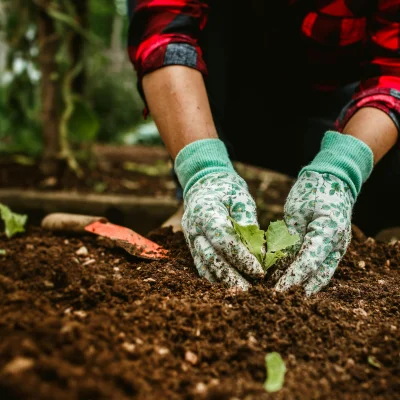 Plantation de Végétaux
